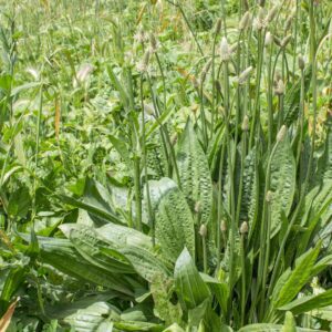 Naturwissen to go - Spitzwegerich