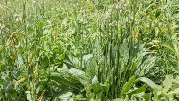 Naturwissen to go - Spitzwegerich