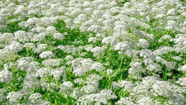 Naturwissen to go - Giersch