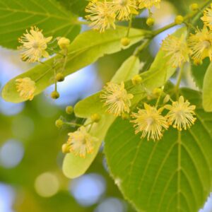Naturwissen to go - Linde