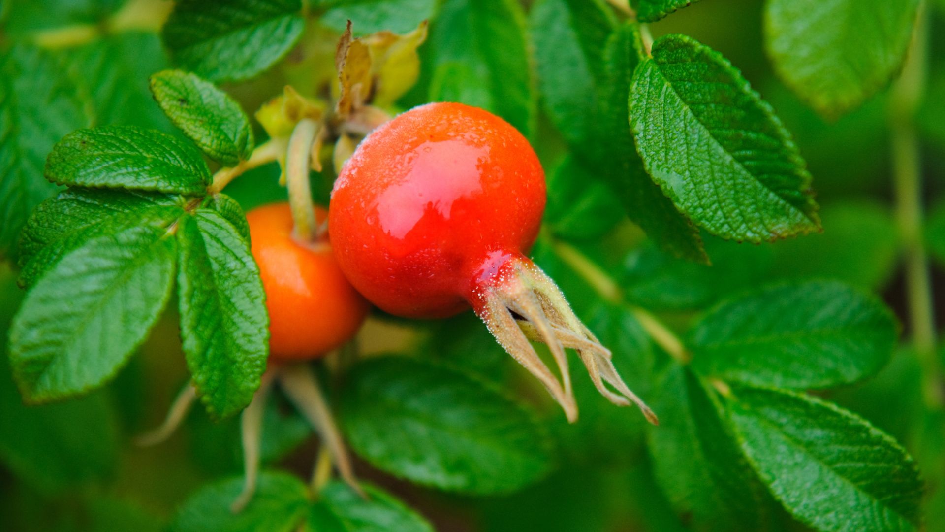 Naturwissen to go - Hagebutte