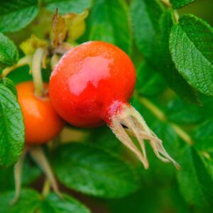 Wildkräuter Seminar September 2024- Naturwissen to go