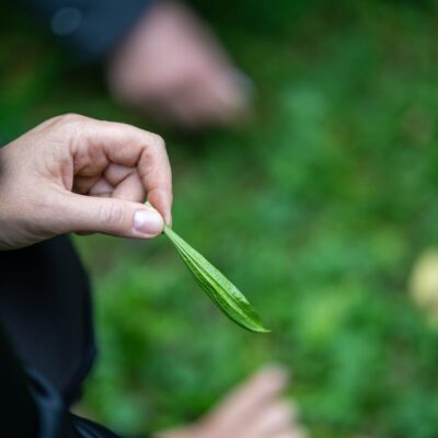 Naturwissen to go - Wildkräuter Seminar - sammeln