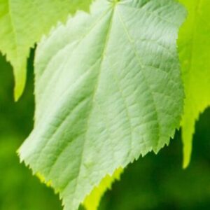 Wildkräuter Wanderung in Hannover im Mai