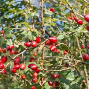 Wildkräuter Wanderung in Hannover im Oktober